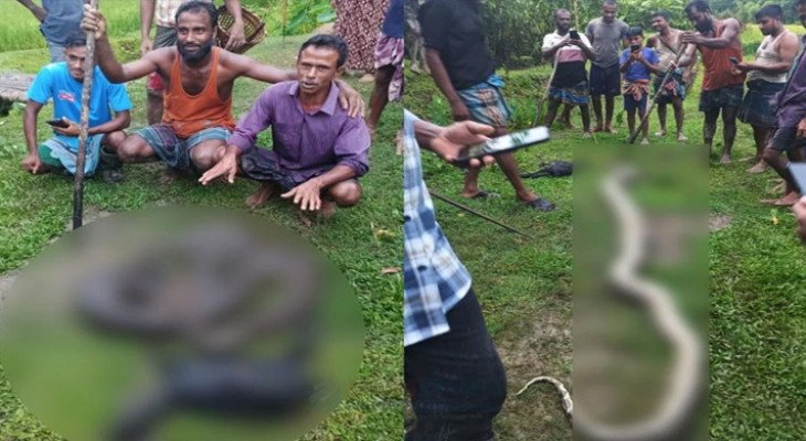 ছাগল খেয়ে ফেলায় অজগরকে পিটিয়ে মারল গ্রামবাসী